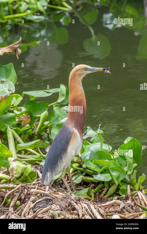 Indian Pond Heron Wat Nang Sao Thailand Stock Photo Alamy