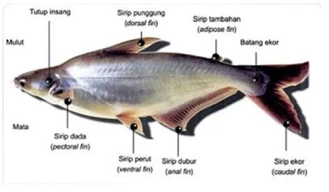 Ciri Ciri Ikan Patin