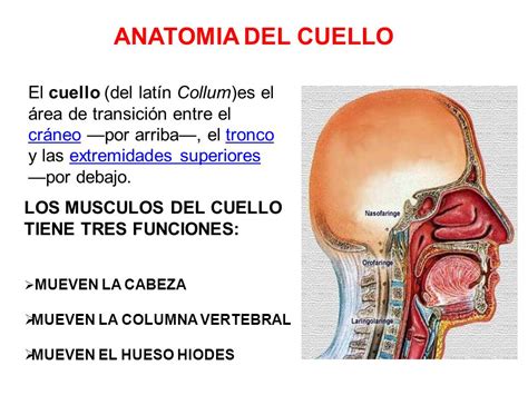 ANATOMIA DEL CUELLO El cuello del latín Collum es el área de