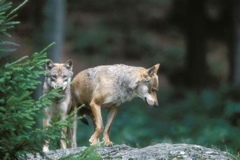 Le Loup Sinstalle De Plus En Plus En France