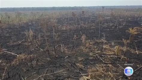 Brasil Perde Milh Es De Hectares De Vegeta O Nativa Em Anos