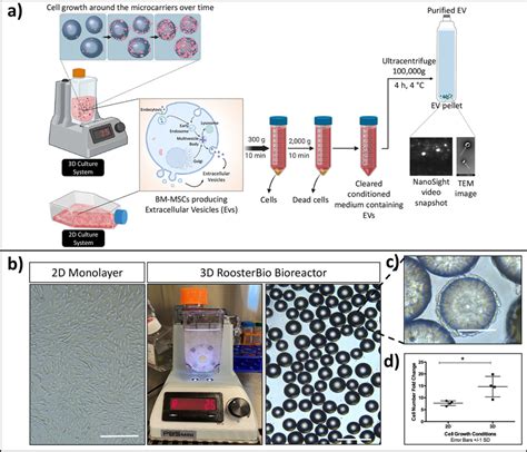 2d Versus 3d Culture System For Bm Mscs A Schematic Diagram Of Bm Mscs Download Scientific