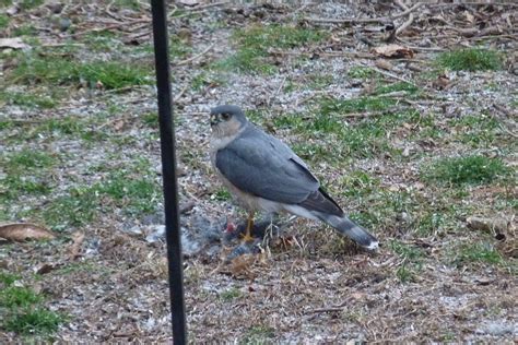 Connecticut Audubon Society: Hawks hunting feeder birds