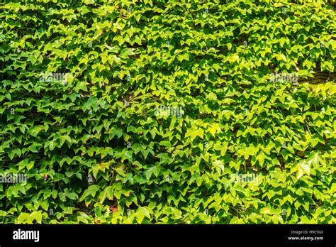 Pared Con Hojas Verdes Fotograf As E Im Genes De Alta Resoluci N Alamy