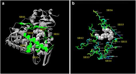 (a) Cytochrome P450 structure. (b) The key amino acids of SRSs in P450... | Download Scientific ...