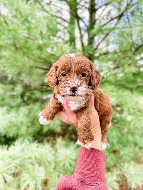 Cavapoos And Australian Cavoodles For Sale Doodles Of Oz