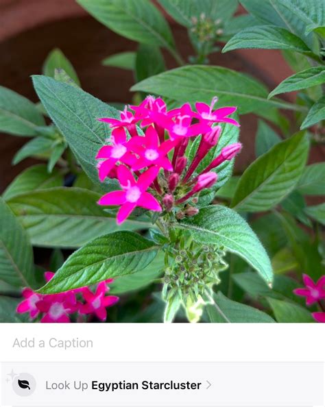 6 Useful Ways to Use the Visual Look Up Feature on Your iPhone