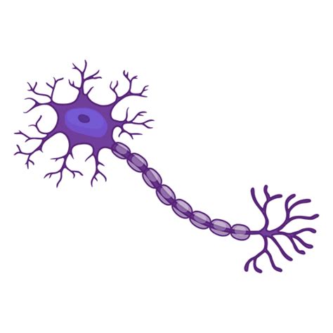 Neuron Illustration Transparent Png And Svg Vector File