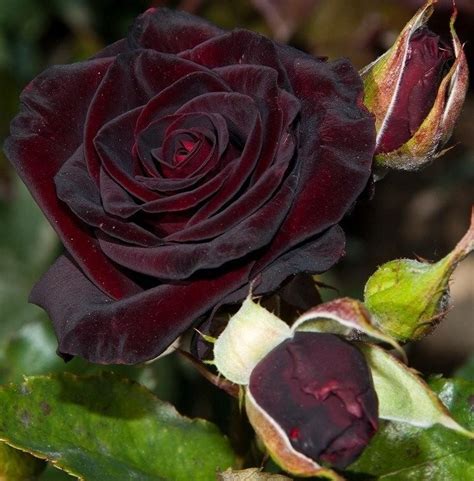 Плетистая роза Черная Королева (Black Queen): фото и описание, отзывы