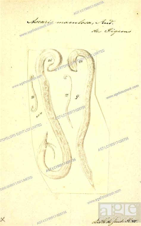 Ascaris Maculosa Print Image Showing Life Cycle Inside And Outside Of The Human Body Of One