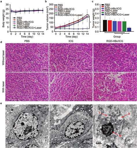 In Vivo Antitumor Evaluation After Phototherapy A Body Weight And B