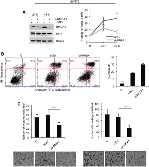 Interference With Hmga Inhibits Cell Proliferation Induces Cell