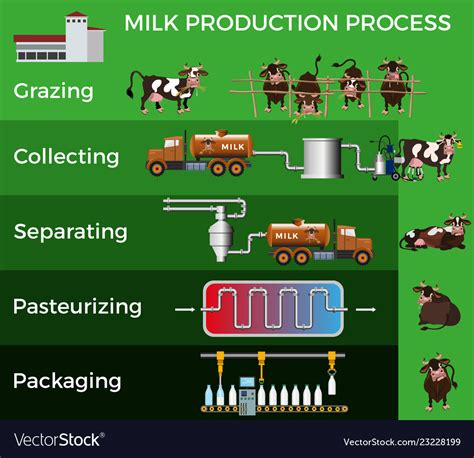 Cow Milk Production Process