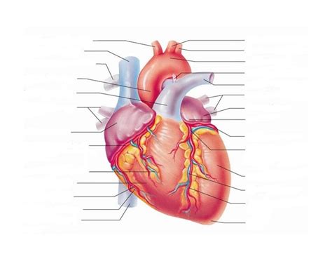 Heart Diagram Free Heart Diagram Templates Worksheets Library