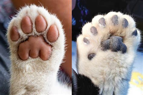 Cat Paw