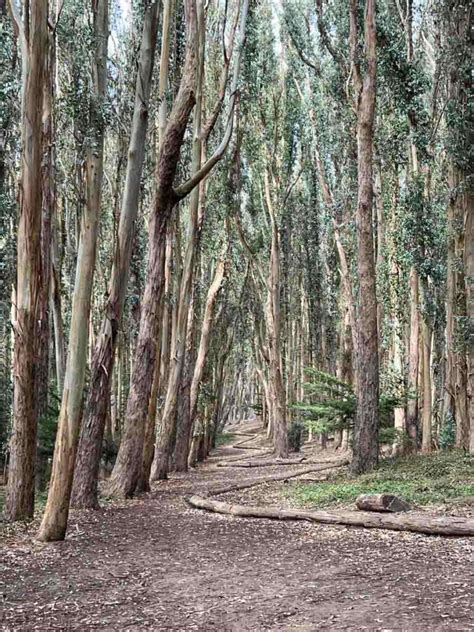 Where to Go Hiking in the Presidio: 5 Top Trails