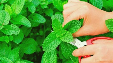 Cultiva Menta En Casa Consejos Para Una Planta Fresca Y Arom Tica