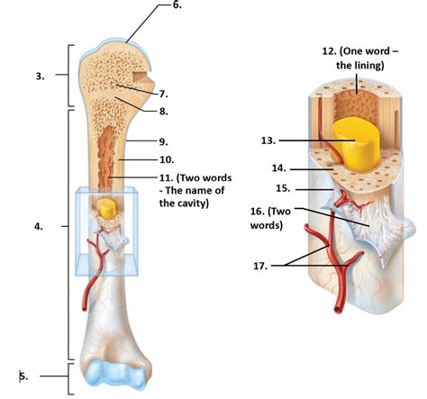 Label The Structures On The Long Bone Diagram Quizlet