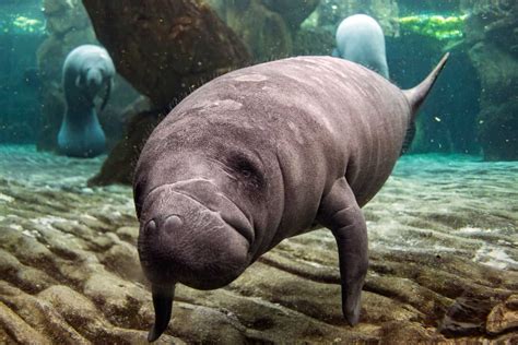 6 Great Places to Spot Manatees in Florida | NFVH