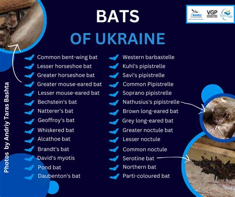 What Do You Know About Ukrainian Bats IERS