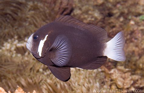 Clownfish Facts: They Eat Their Own Eggs as a way of Protection - Odd Facts