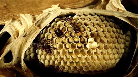 Bienen Wespen Philognosie