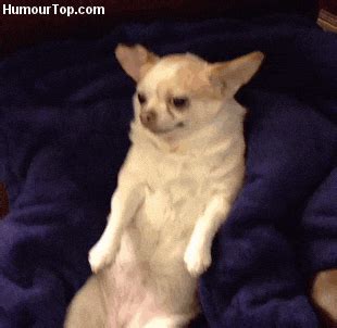 Chihuahua GIFs - Get the best GIF on GIPHY