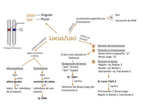 Ppt Locus Loci Powerpoint Presentation Free Download Id6974720