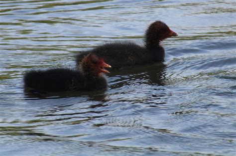 Earlswood Lakes Surrey Viscountess Vicky Saunders Flickr