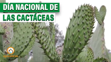 10 de octubre día Nacional de las Cactáceas YouTube