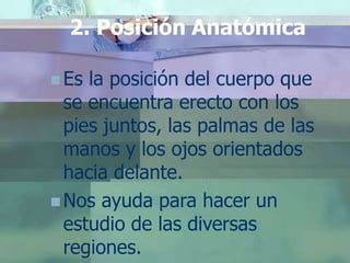 Anatomia Topografica Ppt