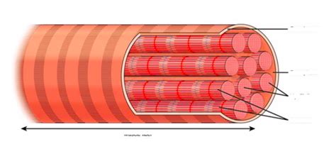 L 4 Muscle Fibre Diagram Quizlet