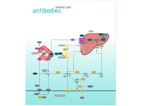 Pathways Lipid Metabolism Anticorps Enligne Fr