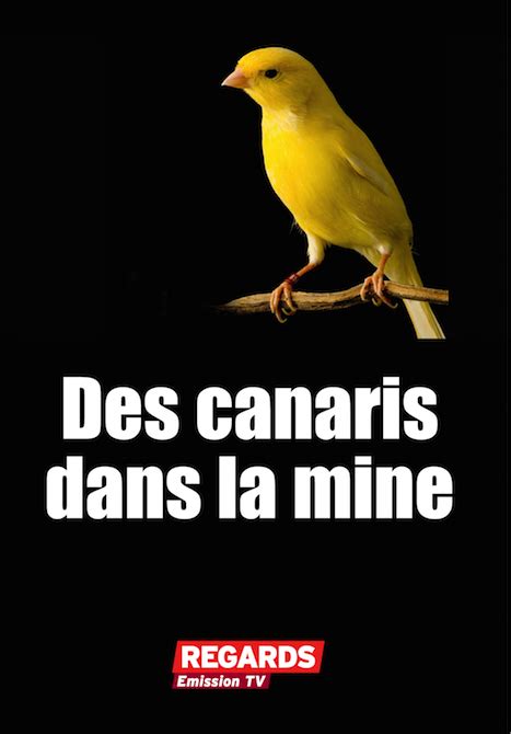 Des Canaris Dans La Mine Dvd La Boutique Des Mutins De Pang E