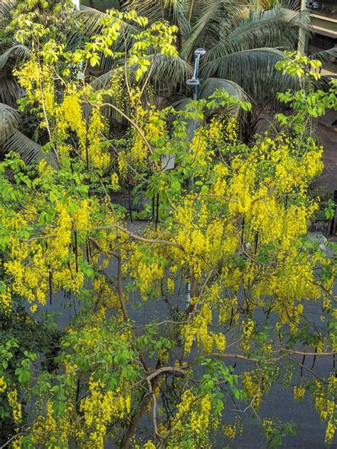 Cassia Fistula Indian Laburnum Tree Known As Golden Shower Tree Stock