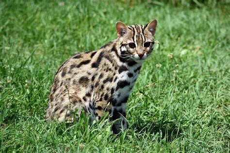 Chat léopard du Bengale Prionailurus bengalensis bengalen Flickr