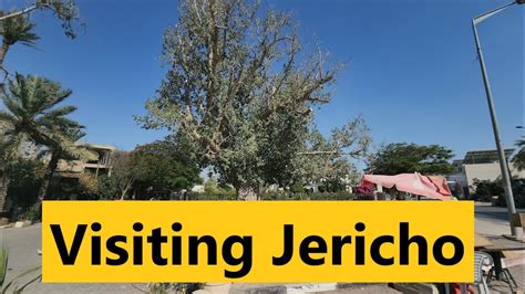 The Biblical Story Of Zacchaeus Sycamore Tree Jesus In Jericho Luke