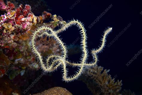 Black coral - Stock Image - C056/0294 - Science Photo Library