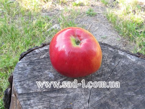 Саженцы яблони Эрли Женева