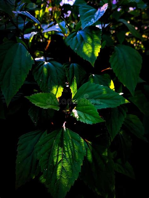 dark light  green leaf photography background stock photo image