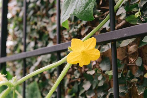 How To Hand Pollinate Cucumbers • Gardenary