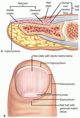 Nail Matrix Repair Reconstruction And Ablation Musculoskeletal Key