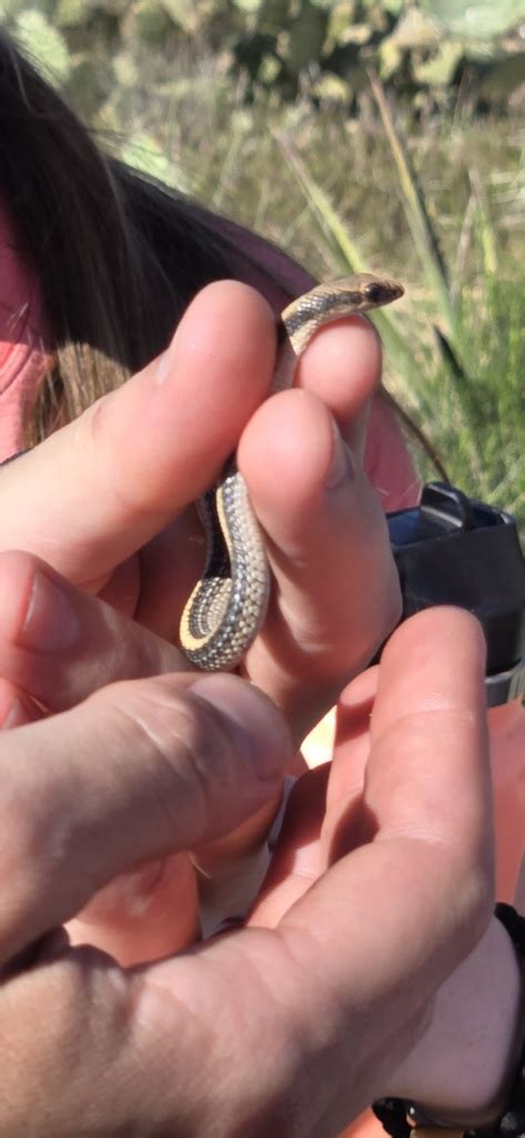 Western Patch Nosed Snake From Payson Az Usa On April