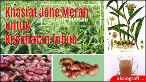 Khasiat Jahe Merah untuk Kesehatan Tubuh – aksiografi.com Kesehatan