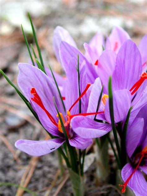 Crocus Sativus Anglia Bulb Company