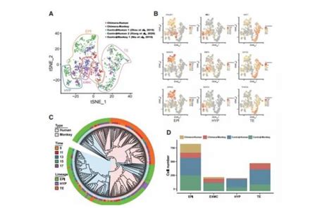 文献解读 单细胞转录组助力人猴嵌合体研究 百迈客生物