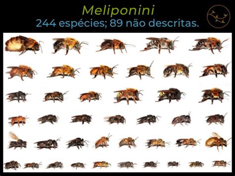 Meliponicultura Abelhas Nativas Sem Ferr O Naativa