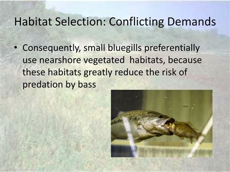 Ppt Habitat Selection Powerpoint Presentation Free Download Id6803606