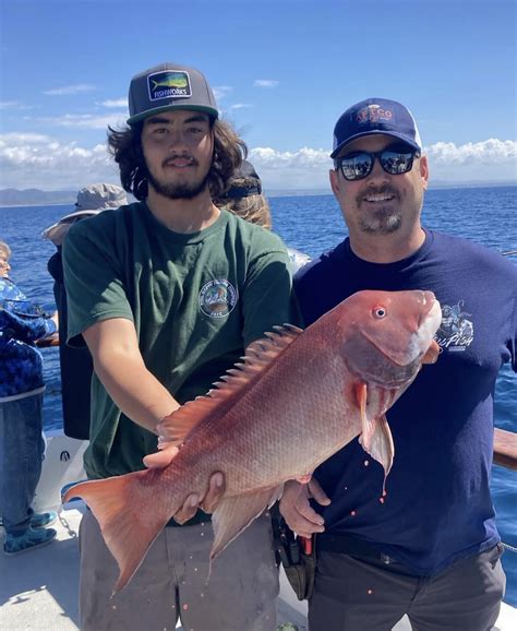 California Sheephead Semicossyphus Pulcher