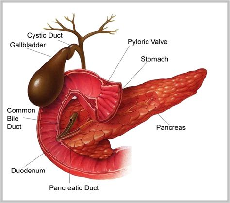 hinge joints in the body - Graph Diagram